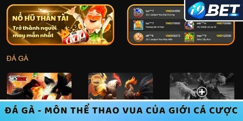 Đá gà - Môn thể thao vua của giới cá cược